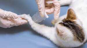 Переломи та вивихи у кішок. Перша допомога
