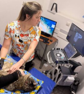 Види кардіоміопатій у котів. Які породи схильні?