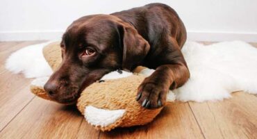 Пронос і блювання у собаки. Причини