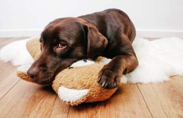 Пронос і блювання у собаки. Причини