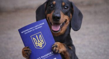 Ветеринарний паспорт: чому без нього ніяк і як його оформити?