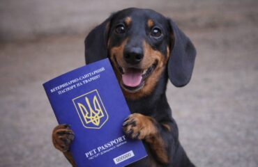 Ветеринарний паспорт: чому без нього ніяк і як його оформити? Ветеринарний паспорт: чому без нього ніяк і як його оформити?