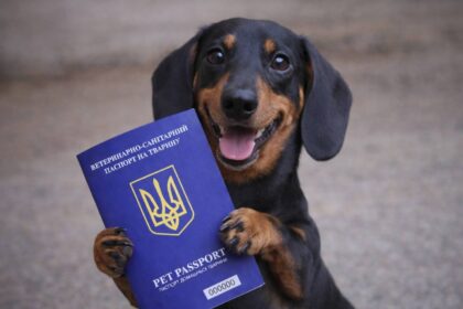 Ветеринарний паспорт: чому без нього ніяк і як його оформити?
