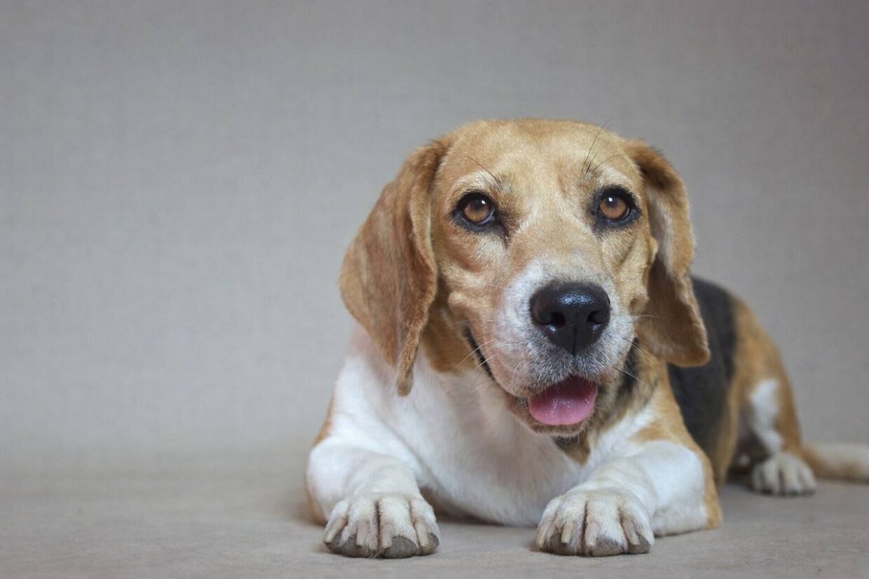 Історія успішного лікування у TerraVet