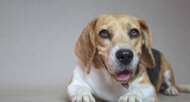 Історія успішного лікування у TerraVet