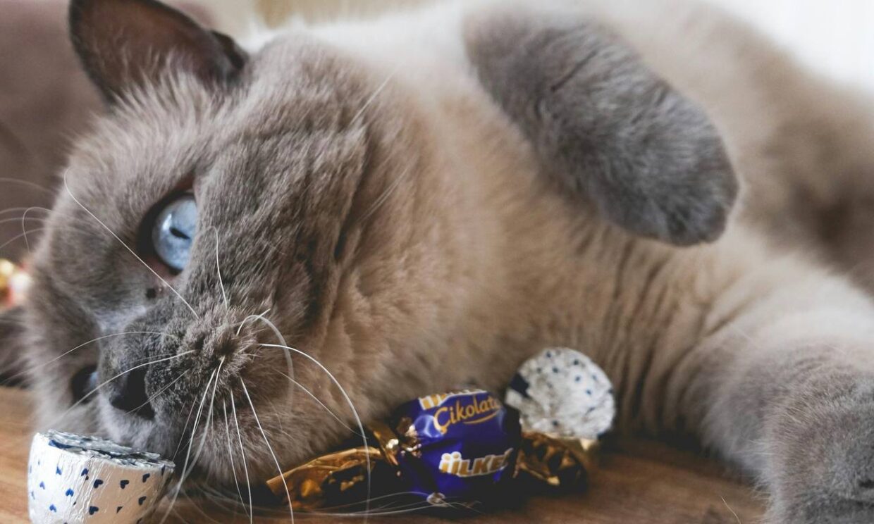 Чим не можна годувати котів?