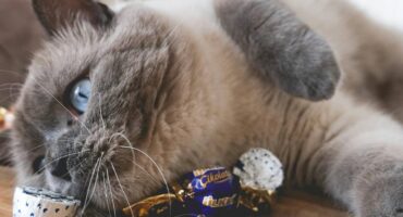 Чим не можна годувати котів?