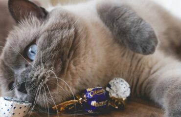 Чем нельзя кормить кошек? Чим не можна годувати котів?