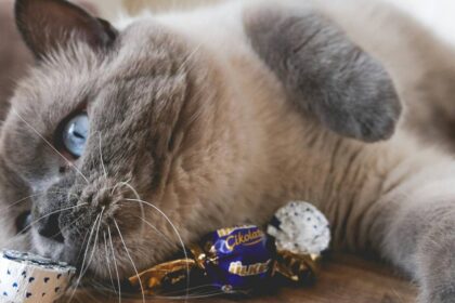 Чим не можна годувати котів?