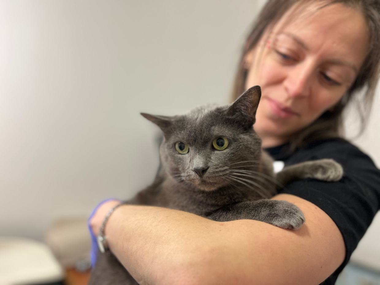 Чи можна вилікувати абсцес у тварини у домашніх умовах без операції?