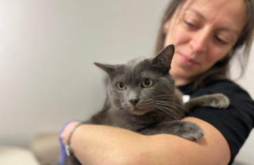 Чи можна вилікувати абсцес у тварини у домашніх умовах без операції?