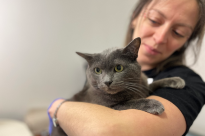 Чи можна вилікувати абсцес у тварини у домашніх умовах без операції?