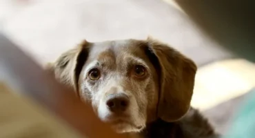 Хвороби сечового міхура і нирок у собак