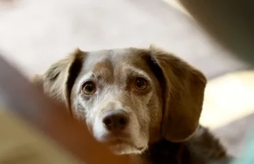 Хвороби сечового міхура і нирок у собак