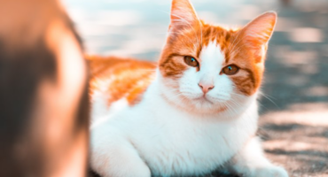 Інфекції сечовидільної системи у котів