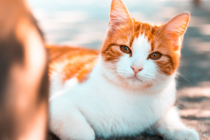 Інфекції сечовидільної системи у котів