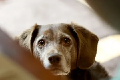 Хвороби сечового міхура і нирок у собак