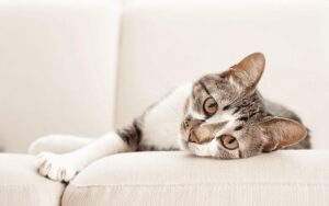 Виды новообразований у животных