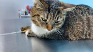 Як лікувати панкреатит у котів?