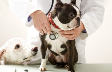 Ендокардіоз у собак – що це і як допомогти вашому улюбленцю Ендокардіоз у собак - що це і як допомогти вашому улюбленцю