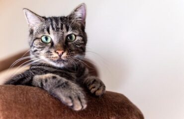 22 Коли тварина вважається похилого віку?