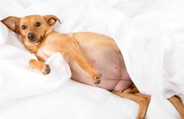 Ведення вагітності у кішок та собак Ведення вагітності у кішок та собак