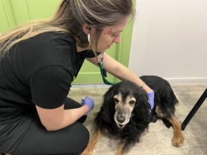 Кардіоміопатія у собак: як розпізнати і підтримати серце улюбленця