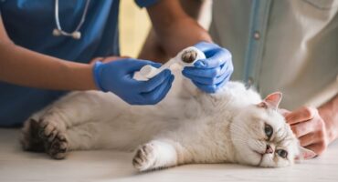 Переломи та вивихи у кішок. Перша допомога