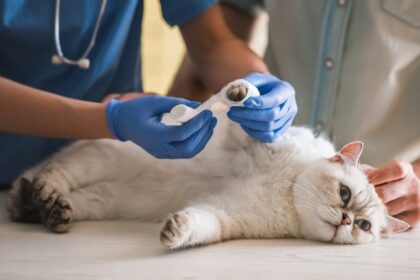 Переломи та вивихи у кішок. Перша допомога