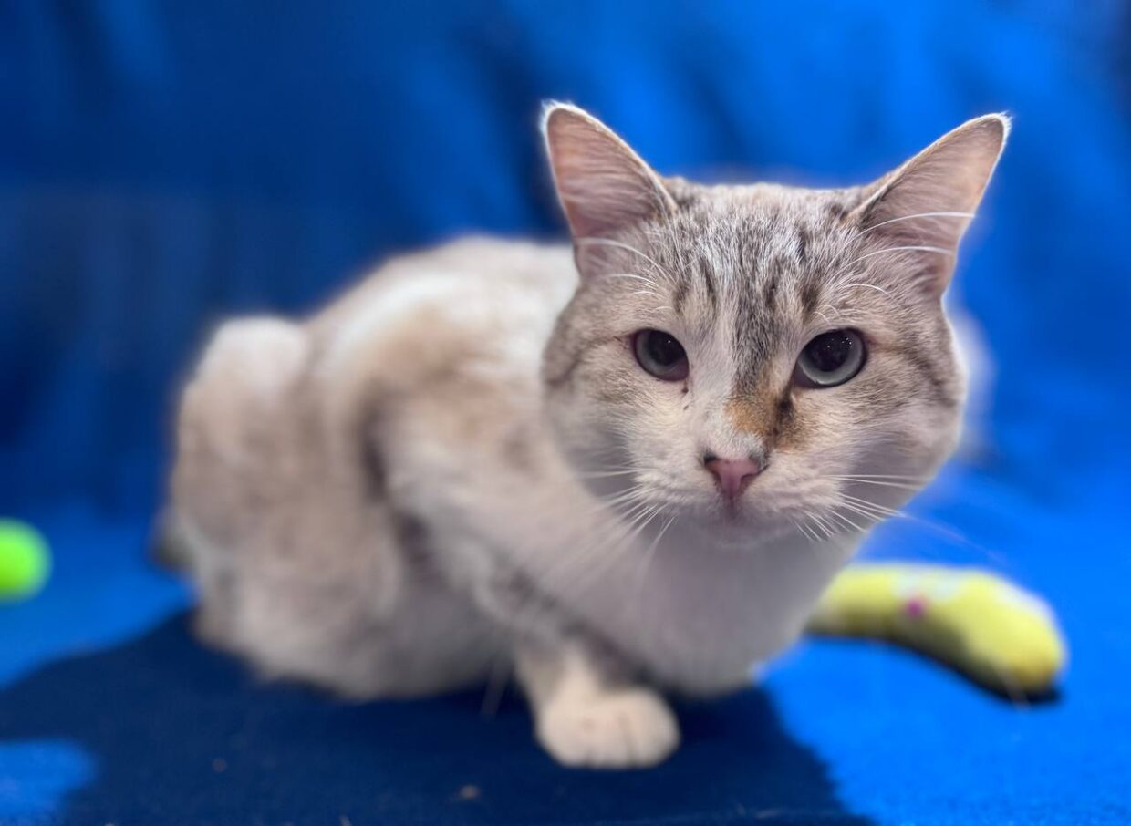 Види кардіоміопатій у котів. Які породи схильні?