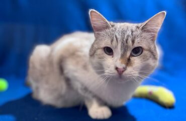 Види кардіоміопатій у котів. Які породи схильні?