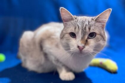 Види кардіоміопатій у котів. Які породи схильні?