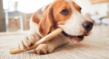 Годування собак кістками. Шлях до стаціонару