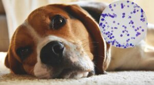 Історія успішного лікування у TerraVet