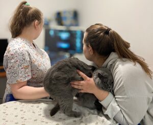 Ветеринарний центр: на що звернути увагу при виборі