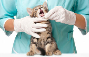 Стоматология для животных. Что нужно знать владельцам кошек и собак?