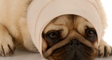 Удаление опухолей головы у животных