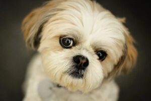 Хвороби ши-тцу: найпоширеніші проблеми породи та на що звертати увагу власнику