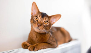 Сказ у тварин. Що варто знати власникам? 