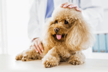 Інородні тіла або що ми дістаємо з тварин під час операцій