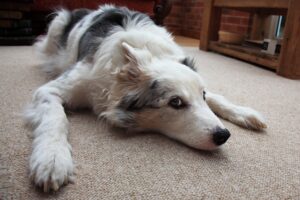 Чи можна вилікувати абсцес у тварини у домашніх умовах без операції?