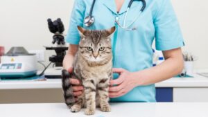 Переломи та вивихи у кішок. Перша допомога