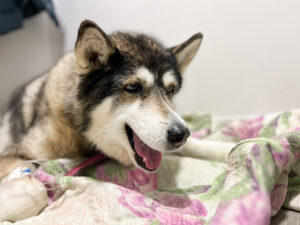 Ветеринарний центр: на що звернути увагу при виборі