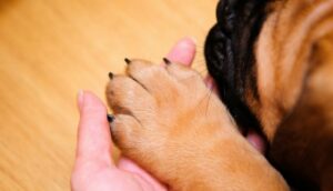 Чому собака кульгає?