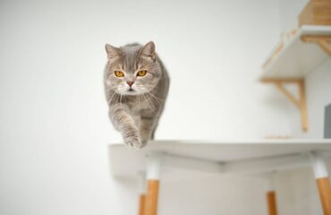 Кот хромает после падения Кіт хромає після падіння