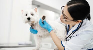 Дерматология для животных в Харькове