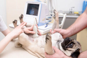 Ендокардіоз у собак - що це і як допомогти вашому улюбленцю