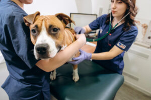 Набряк легенів у тварин