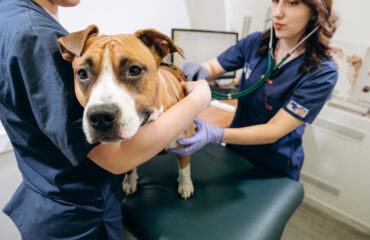 Набряк легенів у тварин Набряк легенів у тварин