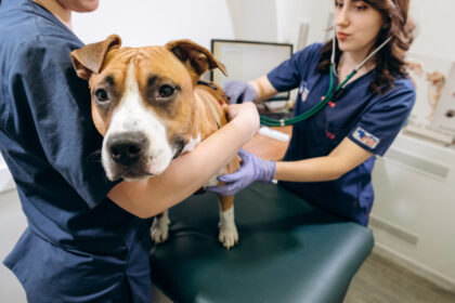 Набряк легенів у тварин